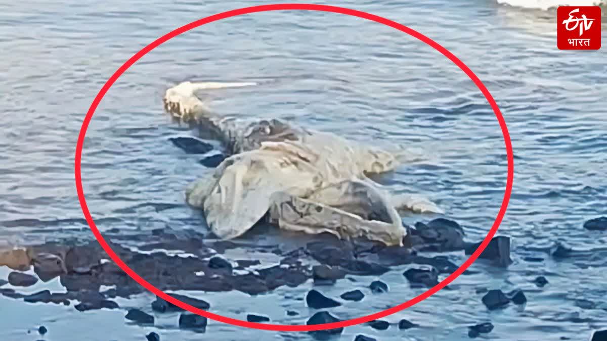 42 foot dead whale found in Ratnagiri